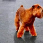 How to Train Your Cat Like a Dog How to Train Your Cat Like a Dog - Steps for Feline Obedience Training