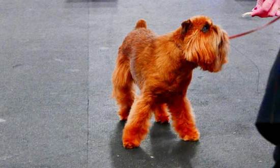 How to Train Your Cat Like a Dog - Steps for Feline Obedience Training