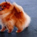 How to Train a Service Dog for Depression and Anxiety Step-by-step guide on how to train a service dog for depression and anxiety