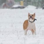 How to Train a Year Old Rescue Dog Positive Reinforcement Training Methods for your pup