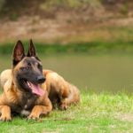 Are Show Dogs Trained Not to Use Bathroom in Showring Are Show Dogs Trained to Hold Bathroom Needs in Show Ring