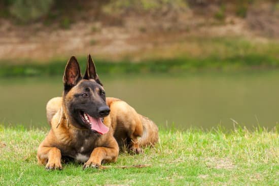 Are Show Dogs Trained to Hold Bathroom Needs in Show Ring