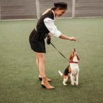 How to Train My Dog to Put Her Toys Away Step-by-step guide on how to train my dog to put her toys away