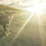 Does Queen Elizabeth Have a Dog Trainer Queen Elizabeth's dog trainer ensures royal pets are well-behaved and happy