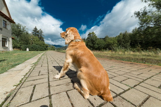 Learn to train your dog with our online book - How to Train Your Dog