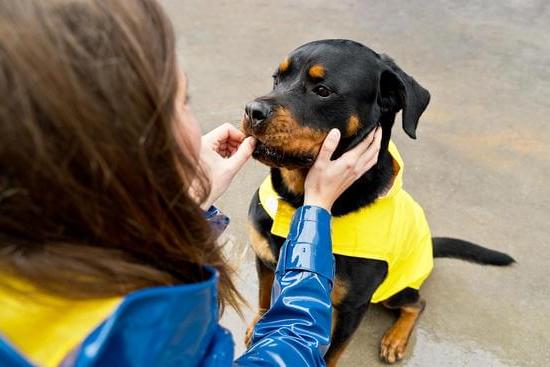 Do Dogs Train Other Dogs 1 Image of dogs engaged in training, demonstrating how dogs train other dogs effectively
