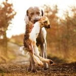 How to Train Your Dog for Guard in Yard professional tips and techniques
