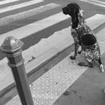 What Is the Balanced Technique in Dog Training A Well-Rounded Training Approach for Canine Obedience and Behavior Modification