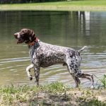 What It Takes to Be a Service Dog Trainer Compassion, Patience, and Dedication