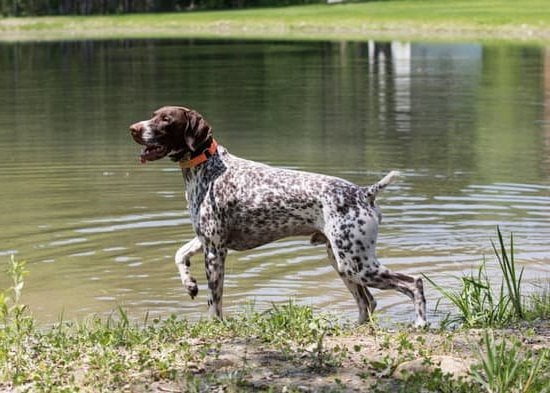 How to Train Your Service Dog Specific Tasks 1 step-by-step guide for effective training