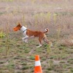 How to Crate Train a Dog That Barks Step-by-step guide on how to crate train a barking dog effectively