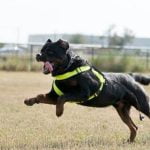 How to Train Your Emotional Support Dog Step-by-step guide on how to train your emotional support dog for anxiety and stress relief