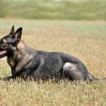 Where to Buy Martingale Training Collars for Dogs Find Martingale training collars for dogs at local pet stores or online retailers