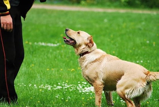 Step-By-Step Training Guide for Obedience and Tricks