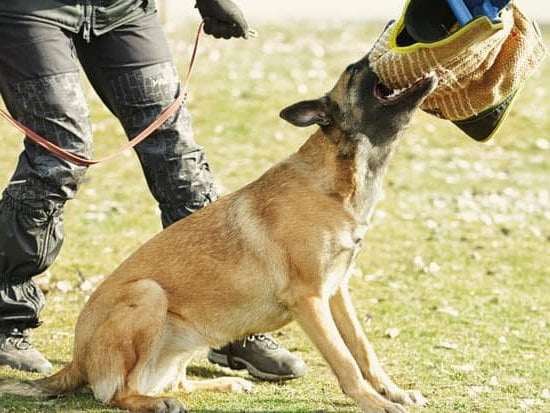 Which Dog Is Easiest to Train 1 Golden Retriever