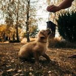 How to leash train a feral dog