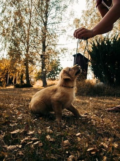 How to leash train a feral dog