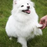 Regulations for Train Travel