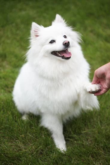 Are Emotional Support Dogs Allowed on Trains 1 Regulations for Train Travel