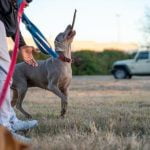 How to Train a Dog to Not Be Toy Aggressive Positive reinforcement training for how to train a dog to not be toy aggressive