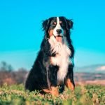 How Is Understanding Dog Evolution Important for Training Understanding dog evolution is crucial for successful training to learn and adjust to their natural behaviors