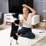 How Do You Adopt Dogs Who Failed Training finding love, patience, and understanding for a second chance