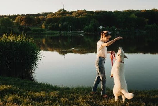 Enjoy the Smokey Mountain train ride with your furry friends - bring dogs along