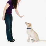 How to Train a Pitbull as a Service Dog Step-by-step guide on how to train a Pitbull as a service dog