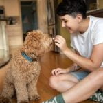 What Is Turn and Face Dog Training Building positive behavior through reward-based methods and clear communication