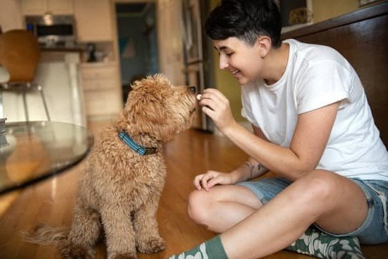 What Is Turn and Face Dog Training 1 Building positive behavior through reward-based methods and clear communication