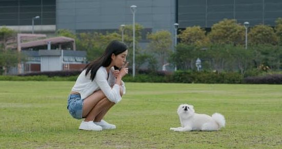 What Time of Day Do You Train Your Dog 1 Training my dog in the morning, afternoon, or evening to establish routine and consistency