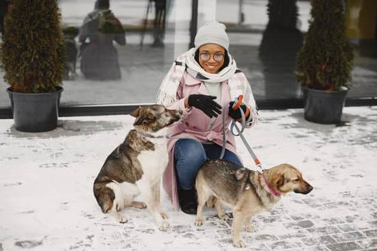 Can a Do Be a Service Dog Without Proper Training 1 Importance of professional training for service dogs
