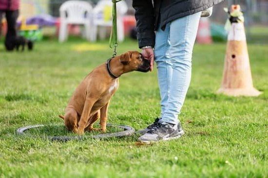 Step-by-step guide for scent tracking training