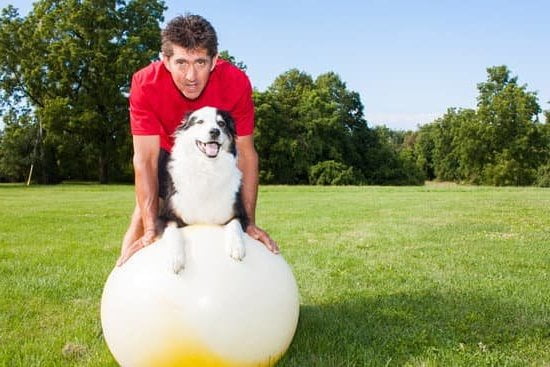 Train your dog to stay off the sofa using positive reinforcement and consistent boundaries