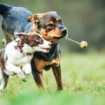 How to Train Your Dog to Stay in Their Cage How to train your dog to stay in their cage