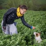 Find trusted locations for WHERE TO TRAIN READING DOG in Sonoma County. Expert trainers available