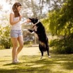 How to Train Dog to Stay in Electric Fence positive reinforcement, consistent practice, and clear boundaries