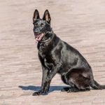 Enroll in Police K9 Charlotte NC's training program to have your dog trained with expert guidance