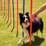 Step-by-step guide on how to train a dog against bad behavior