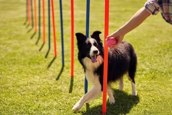 How to Train a Dog a Dog Against Bad Behavior 1 Step-by-step guide on how to train a dog against bad behavior