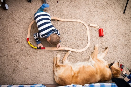 How to Train a Dog to Show Aggression on Command 1 Positive reinforcement method for controlled behavior