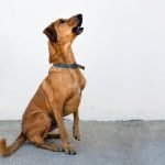 How Train a Dog to Roll Over Step-by-step guide on how to train a dog to roll over, including positive reinforcement techniques