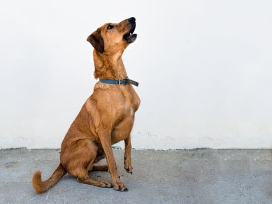 How Train a Dog to Roll Over 1 Step-by-step guide on how to train a dog to roll over, including positive reinforcement techniques
