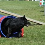 Step-by-step guide to teach your dog scent tracking skills