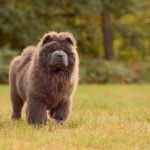 Should I Paper Train My Rescue Dog Important tips and considerations for successful potty training