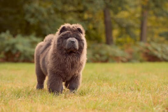 Should I Paper Train My Rescue Dog 1 Important tips and considerations for successful potty training