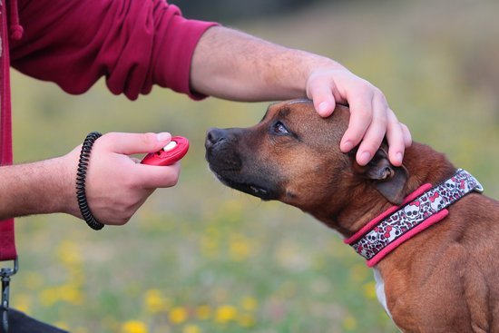 How to Train Gun Dogs 1 Step-by-step guide on how to train gun dogs for hunting and obedience