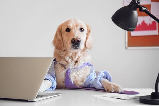 How to Train Your Dog to Hold Its Pee 1 positive reinforcement, consistent schedule, and frequent potty breaks