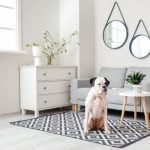 How to Train Dog to Wait Before Eating Step-by-step guide on how to train dog to wait before eating using positive reinforcement