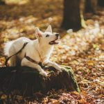 When Are Dogs Fully Potty Trained When are dogs fully potty trained Progress depends on consistency, patience, and positive reinforcement